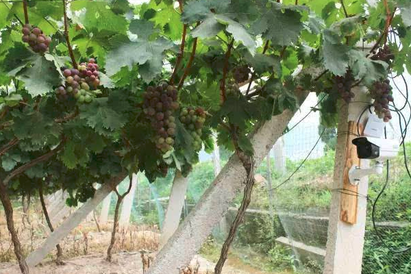 大型果園景區無線監控方案