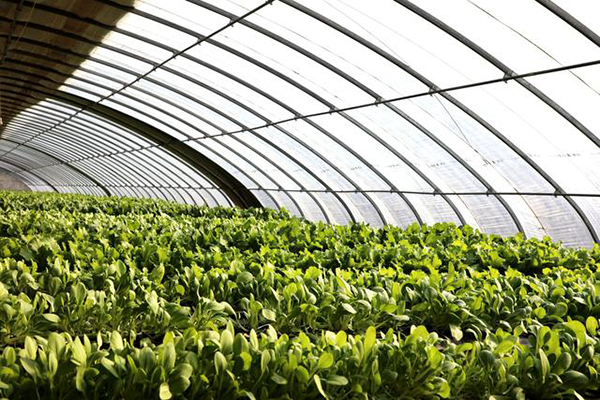 農業園區無線監控